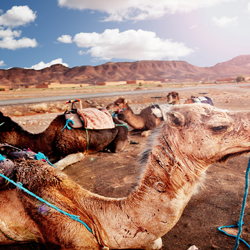 Zagora-Desert